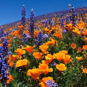 Meet your Posher, Lizdebeth